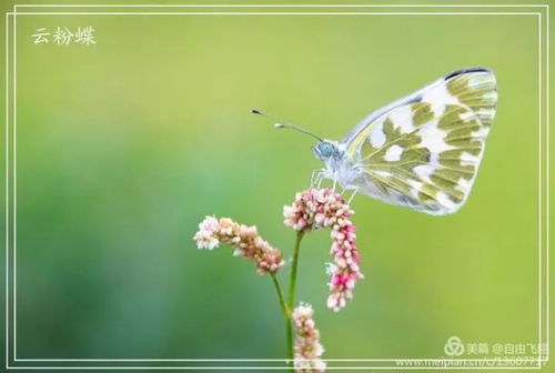 在花朵中，那隐藏的光与暗是如何共生