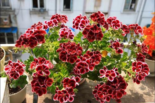 生肖猪的象征——梅花