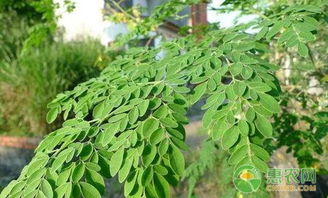 金丝楠木树苗在北方种植需要注意哪些方法与注意事项？