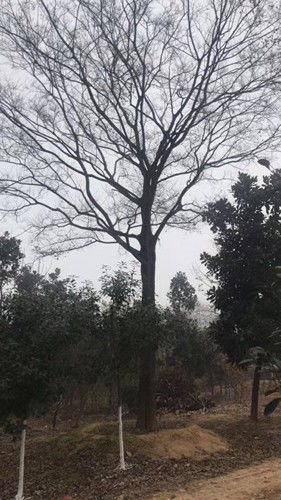 朴树老桩如何通过科学养殖和精心养护
