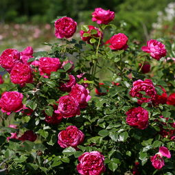 guan与蔻丹月季的花期