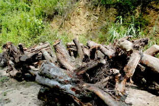 如何处理枯枝落叶