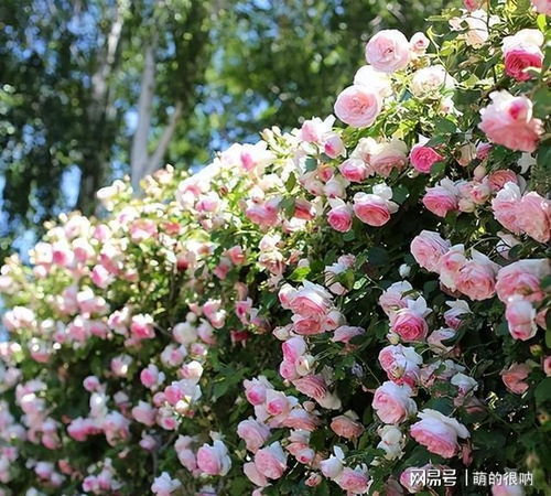 一串葡萄的芬芳传说