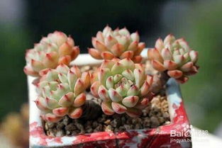 多肉插杆种植教程，轻松打造爆款多肉花园！