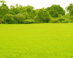 松叶为何总是绿色？其隐藏色彩究竟是什么？