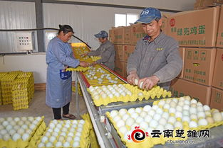 哪种猪饲料适合养殖场销售，代理哪种猪饲料市场前景好？