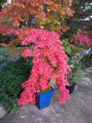 彩叶苗木，品种多样，怎么选？