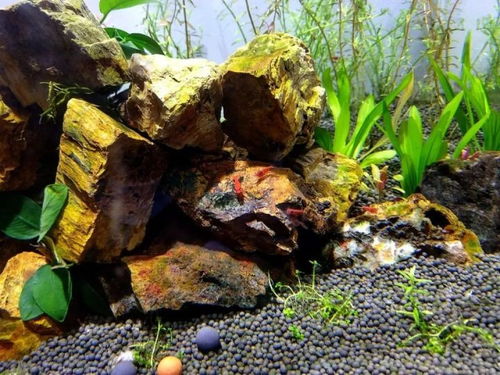 陶粒的神奇之处