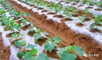 回填土：三明治结构梗靠谱