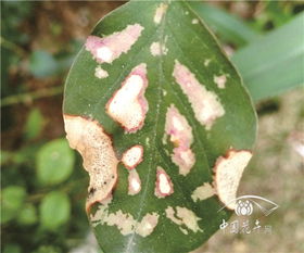 蚜虫的烦恼，我来告诉你怎么办！