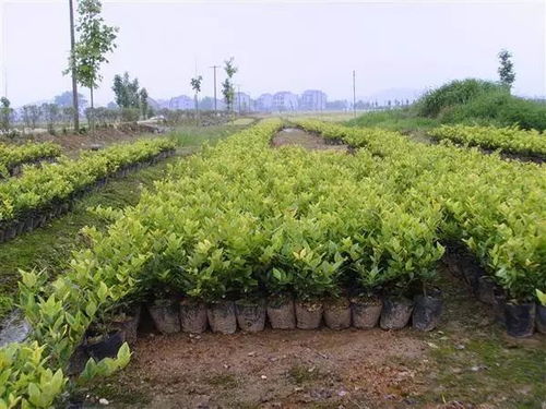 苗木容器苗的优势大盘点