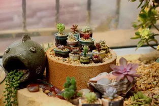 制作拇指盆：创意无限