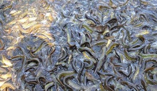 泥鳅王蒋元树养殖80亩泥鳅，年产值达700万元