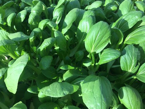 速生蔬菜，快速收获