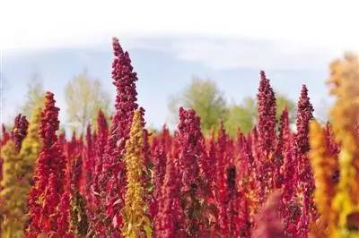 蜀葵：老土著的种植传奇