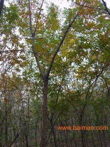 东北独有的树木