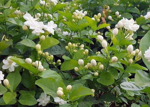 光照不足， 阳光是必需