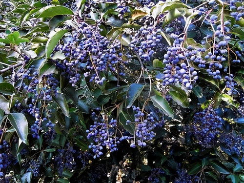 日常用途：生活中的小助手