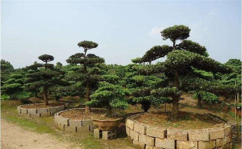 科普视频：罗汉松树怎样Zuo造型