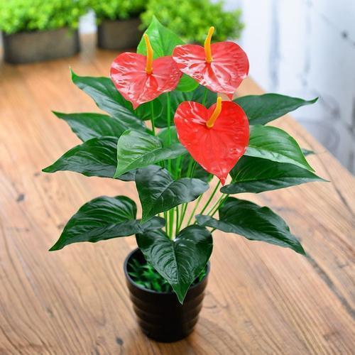 冬天养火鹤和红掌的小技巧