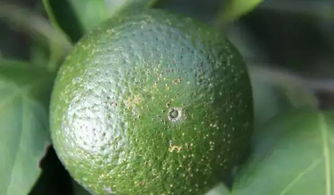 腈菌唑，Neng否拯救我们的柑橘园？