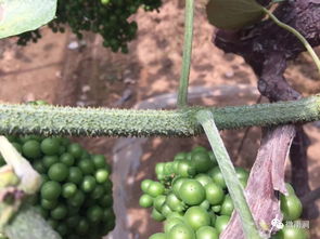 温带水果， 丰富多样