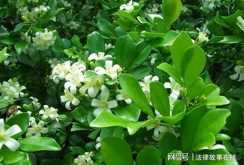 养九里香有禁忌吗？过来人怎么说