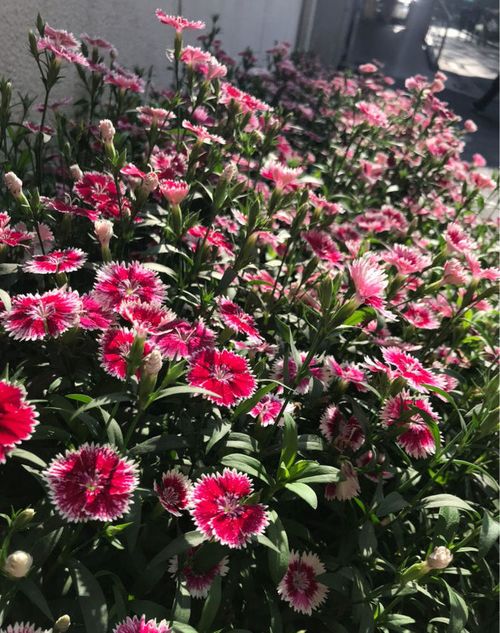 石竹花：娇滴滴的耐力王