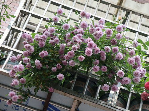 蓝色阴雨月季：阳台上的蓝色梦幻