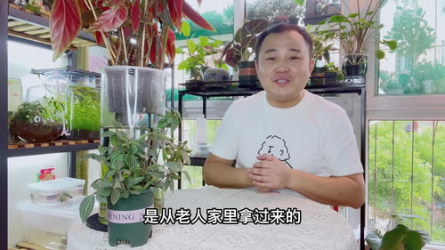 修玉树怎么才能长得更高？