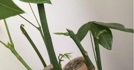 如何促进发财树桩萌芽？