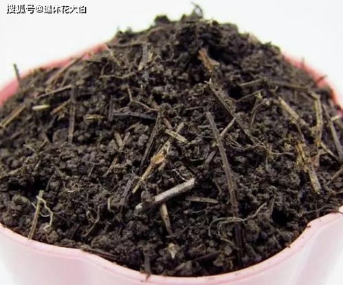 松针发酵制作松针土，如何实现无土栽培