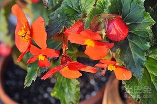 球根海棠的种子小得像米粒