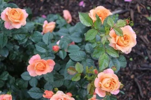 月季香味的微妙之旅