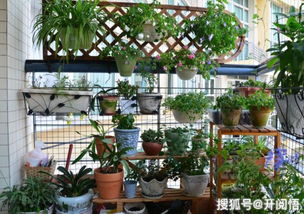 阳台朝南， 花草的乐园