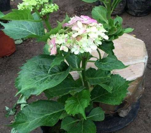 罗勒与藿香：两种植物，花卉市场新宠