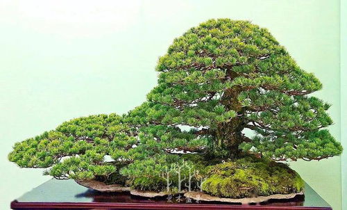 死亡红灯预警：养护过程中需要注意的问题