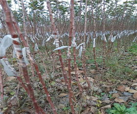 「茶油苗」3-5公分胸径油茶绿化移栽，如何提高成活率？