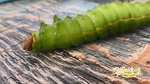 草木灰撒播，驱虫又施肥