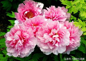 牡丹花如何修剪？掌握这些技巧让它花开更艳丽