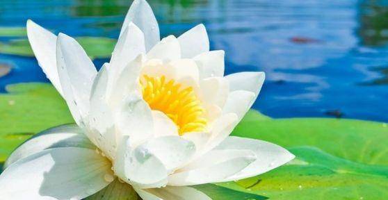 四、 栽种方法，小心谨慎，荷花的生命需呵护