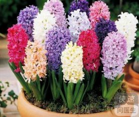 防辐射开花植物的选择