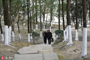 冬天的树木，为什么要涂上白石灰？