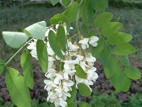 1. 收购刺槐， 我们诚意满满