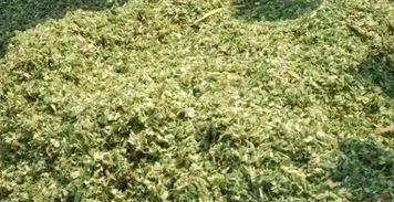 青贮营养丰富，干草适口性好