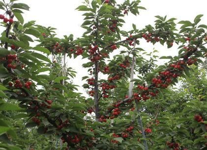 樱桃树种植核心技巧：选择适宜土壤