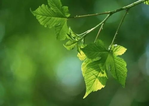 杏树叶子颜色之谜