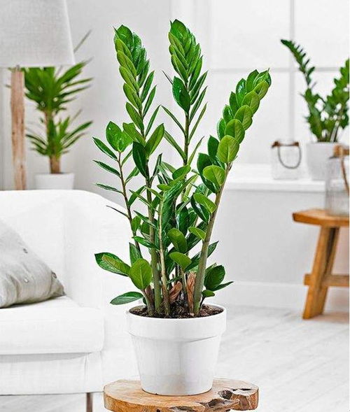 如何养护姬玉露？5步打造理想绿植环境