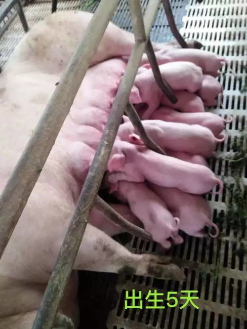 养猪补铁知多少？四大误区你了解