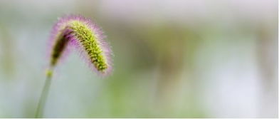 除草剂是个啥，你知道吗？